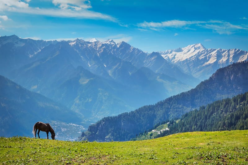 Horse grazing in Himalayas mountains. Himachal Pradesh, India